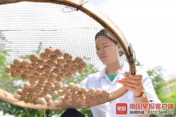 廣西唯一!玉林博白“90後”美女村支書榮獲全國2021年度“最美退役軍人” 廣西唯一!玉林博白“90後”美女村支書榮獲全國2021年度“最美退役軍人”