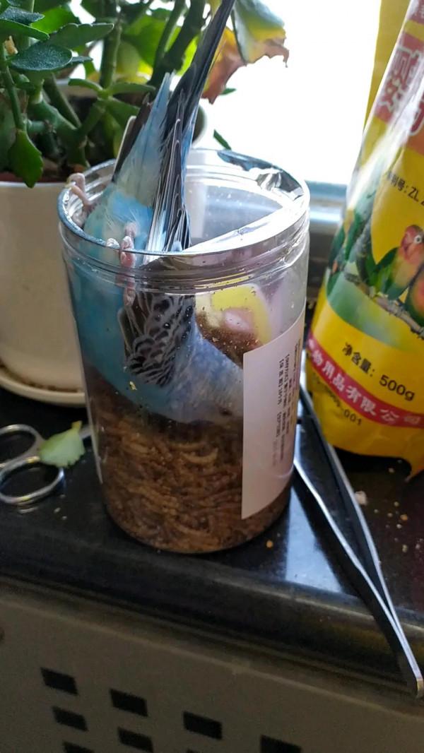 馬上會有一隻新的鸚鵡了，永久懷念CNS