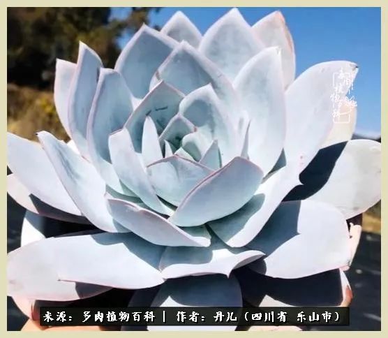 我的長生草秘密花園4：收集整理也是一種快樂