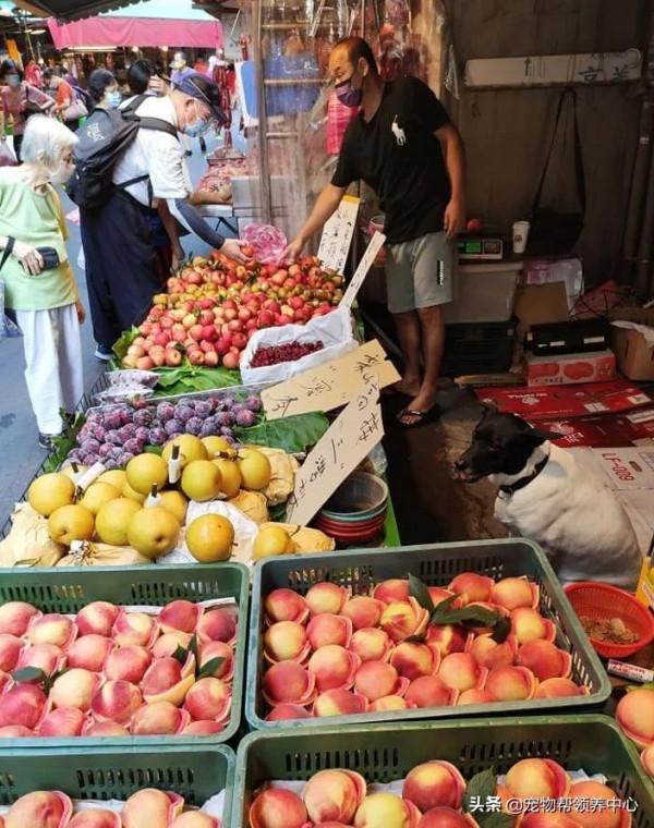 主人不檢討自己的錯誤,狗狗只能自食其力:我要到別家看吃的... 主人不檢討自己的錯誤,狗狗只能自食其力:我要到別家看吃的...