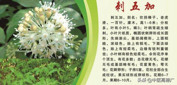 老中醫說刺五加，益氣健脾，補腎安神的中藥本草