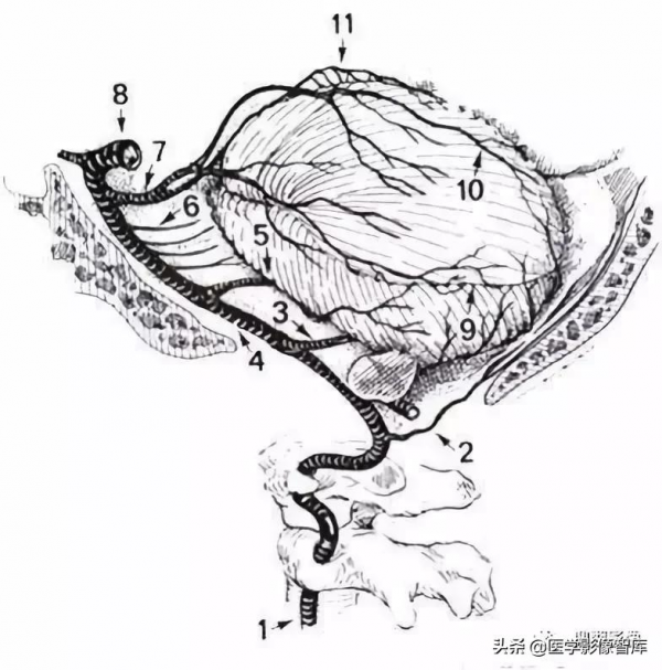 CT斷層解剖圖譜最全總結「推薦收藏」 CT斷層解剖圖譜最全總結「推薦收藏」