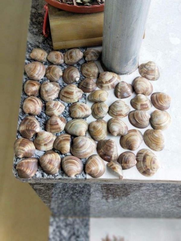 別隻會用營養土，4種東西加土裡，營養和透氣性超級加倍