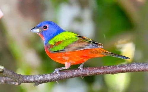 分享：全世界稀有色彩斑斕的鳥兒，太漂亮了