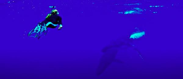 外國海洋生物學家被鯨魚救了一命，一年後，鯨魚竟然還來看她了