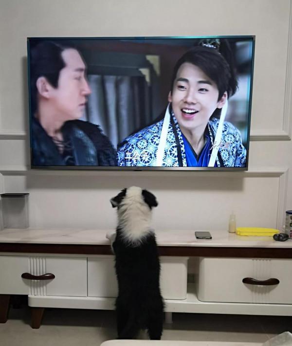 我家有一隻愛看電視的狗