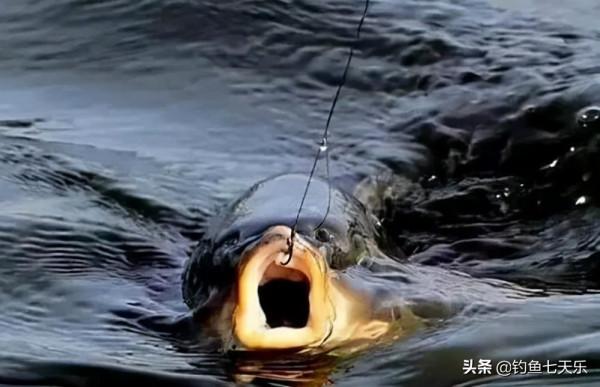 大雪時節將至,外出垂釣時我們怎麼才能增加漁獲 大雪時節將至,外出垂釣時我們怎麼才能增加漁獲