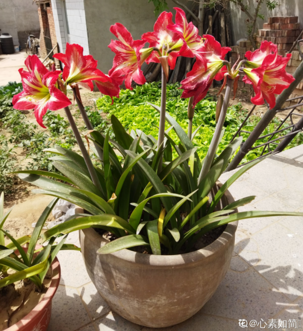 “外甥正月不剃頭”，8種花正月不能剪，還要再忍1個月