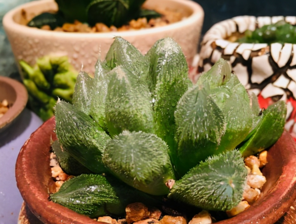 這3款多肉真的不抗凍，11月前後不搬回屋，盆栽可能全腐爛化水