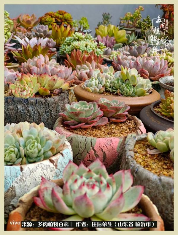 北方有多肉,絕世而獨立!一顧傾人城,再顧傾人國 北方有多肉,絕世而獨立!一顧傾人城,再顧傾人國