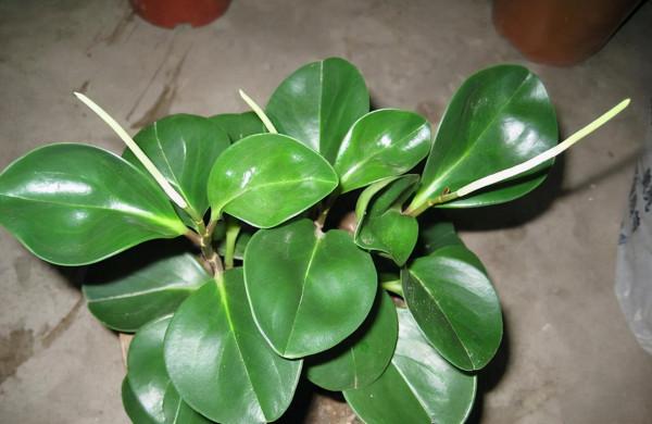 這6種花超耐陰,但凡有一丁點散射光,迅速爆滿一屋子,美死了 這6種花超耐陰,但凡有一丁點散射光,迅速爆滿一屋子,美死了