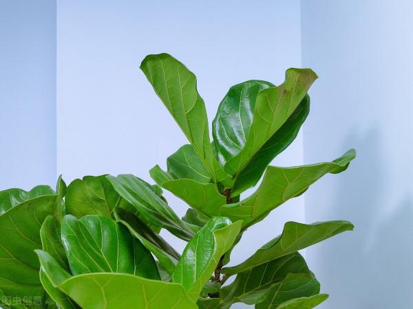 客廳層次感太弱？養這6種綠植試試，大氣又立體，幸福感倍增