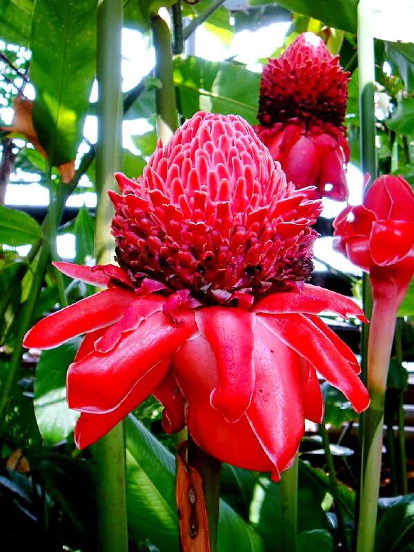 美麗的瓷玫瑰～獻給2022年元旦