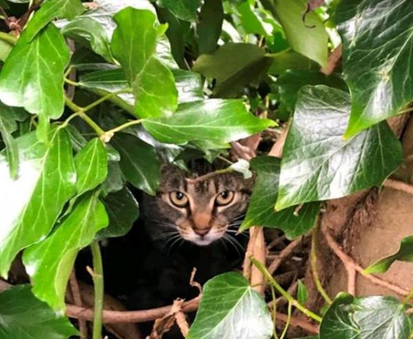 流浪貓一家躲在樹洞裡，3只小貓想出來吃飯，卻多次被貓媽按回去