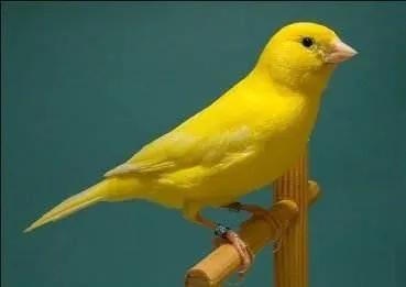 分享圖片&mdash;&mdash;美麗的金絲雀集錦