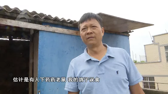 死了8只、救活10只!一萬多一隻的賽鴿就這樣沒了? 死了8只、救活10只!一萬多一隻的賽鴿就這樣沒了?