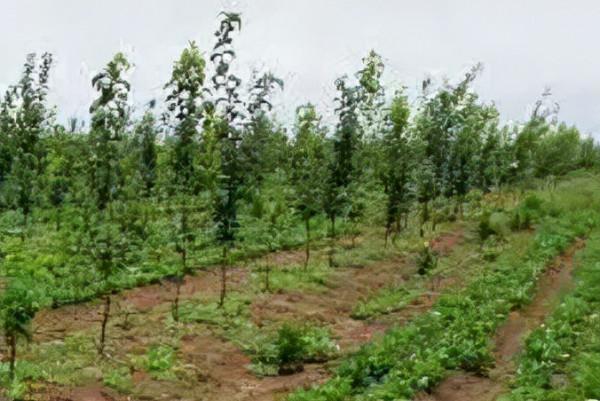 秋月梨栽培技術 秋月梨栽培技術