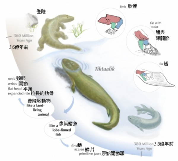 體重6斤多眼睛直徑2.5釐米，世上最大的蛙，蝌蚪跟鵝蛋差不多大