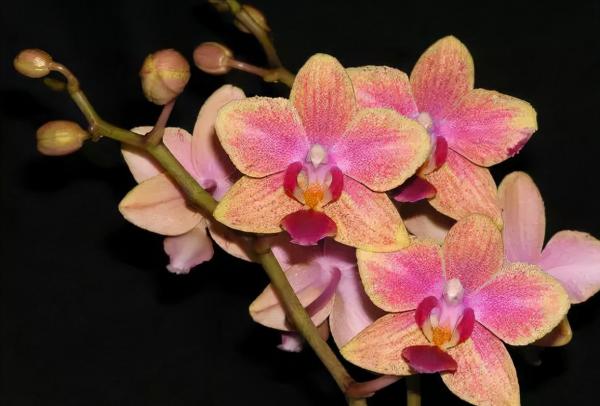 蘭花：部分種類圖鑑