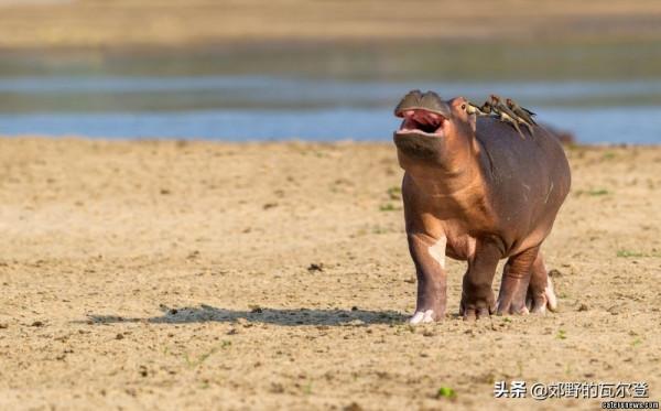 幾隻鳥停在它背上,河馬寶寶被嚇到哭著找媽媽,搞笑一幕被拍下 幾隻鳥停在它背上,河馬寶寶被嚇到哭著找媽媽,搞笑一幕被拍下