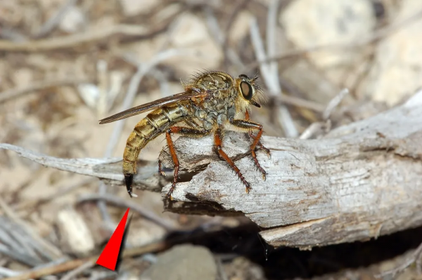 看著像個大蒼蠅，其實不是大蒼蠅，空戰之王食蟲虻