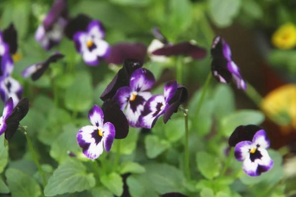 秋冬季節要為花草越冬做好準備了，16條越冬技巧，為它們保駕護航