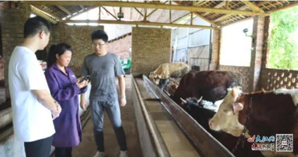 江西泰和一女子直播間賣牛 年售額達3000多萬元(圖) 江西泰和一女子直播間賣牛 年售額達3000多萬元(圖)