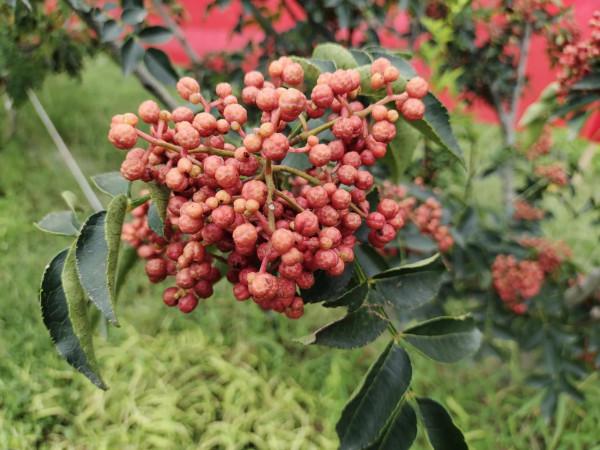 今年果農蘋果樹挖了,該種植什麼?我來告訴你 今年果農蘋果樹挖了,該種植什麼?我來告訴你