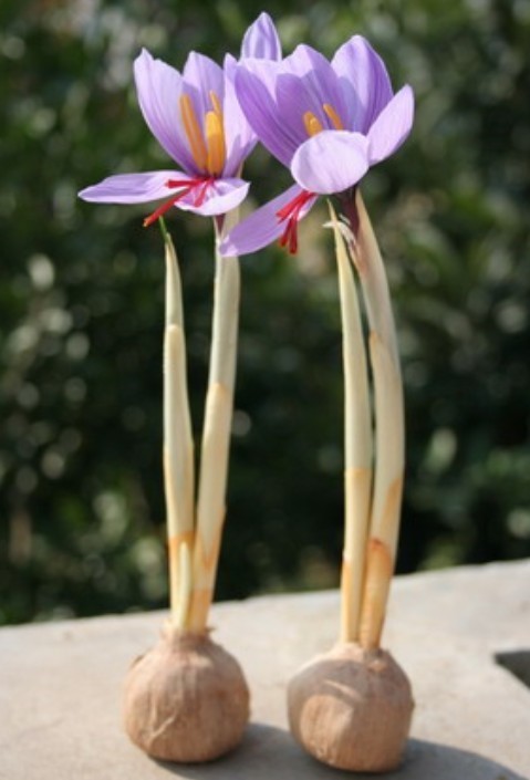 8種“漂亮花”,好看不怕冷,大雪覆蓋下,也能開大花 8種“漂亮花”,好看不怕冷,大雪覆蓋下,也能開大花