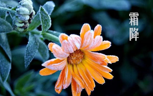 霜降:此歲將暮,淡暖清歡,人間至此秋色盡,草木搖落露為霜 霜降:此歲將暮,淡暖清歡,人間至此秋色盡,草木搖落露為霜