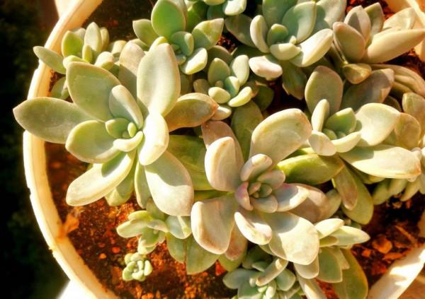 4種花很好養，&OpenCurlyDoubleQuote;有土有水&rdquo;就能長，葉子多花也多，又旺又漂亮