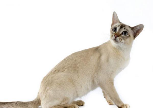 品種溯源識別系列之:東方短毛貓 品種溯源識別系列之:東方短毛貓