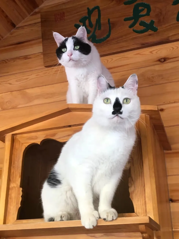 大阿寶：“斜槓青年”歡樂多