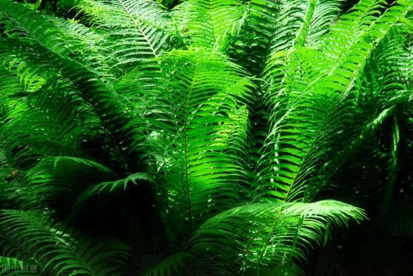 一場持續30年的森林大火，導致了恐龍盛行前的一次地球生物大滅絕