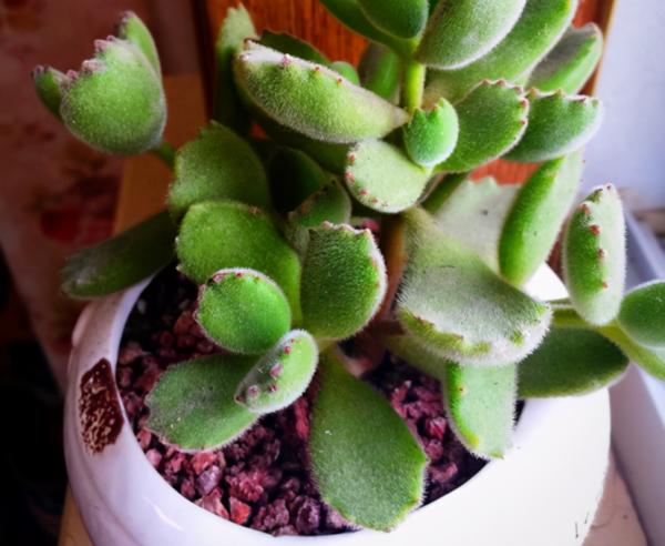 天涼，多肉進入生長“快車道”，滿足5點，莖葉長得又壯又美