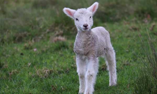 反敗為勝，敢於打逆風局的星座，富有忍耐力，有才華、有謀略