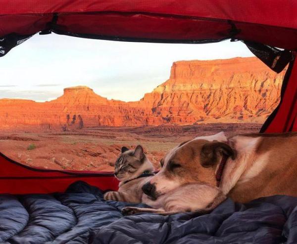 兩人一貓一狗四處探險旅行,每一幕都萌翻天 兩人一貓一狗四處探險旅行,每一幕都萌翻天