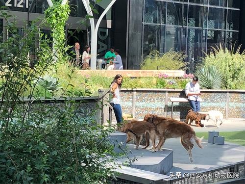 盤點世界上最愛狗的城市