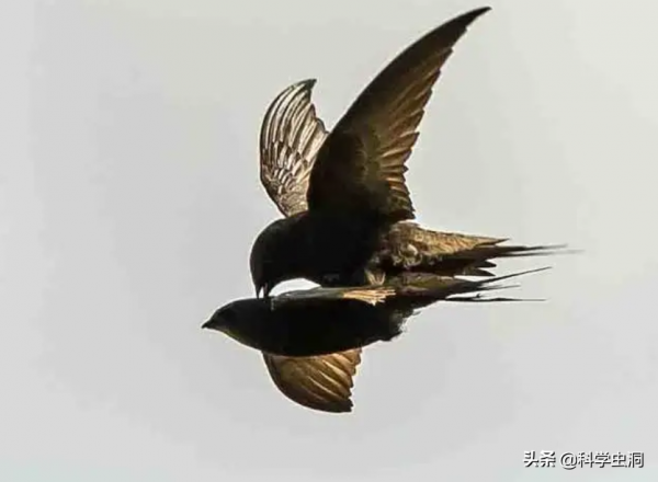 邊飛邊睡的雨燕，落地幾乎等於送死，它們是如何繁衍的？