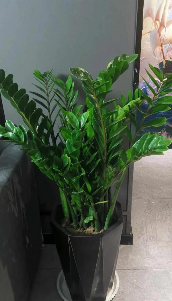 金錢樹盆裡扔一勺粉末，一次冒10個嫩芽，清秀挺拔，碧綠閃亮