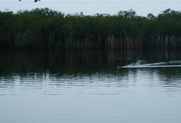 二戰離奇事件:上千名日軍被困孤島,未發生戰爭卻死傷殆盡 二戰離奇事件:上千名日軍被困孤島,未發生戰爭卻死傷殆盡