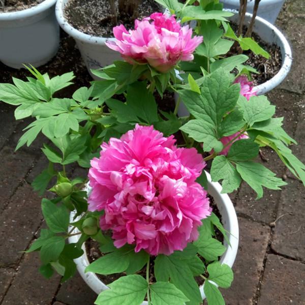 天冷後,9種花要“少水、斷糧”,不然難過冬 天冷後,9種花要“少水、斷糧”,不然難過冬