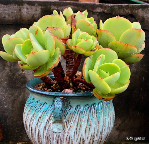 養碧桃,就要持續露養,才能收穫碧桃帶來的驚喜 養碧桃,就要持續露養,才能收穫碧桃帶來的驚喜