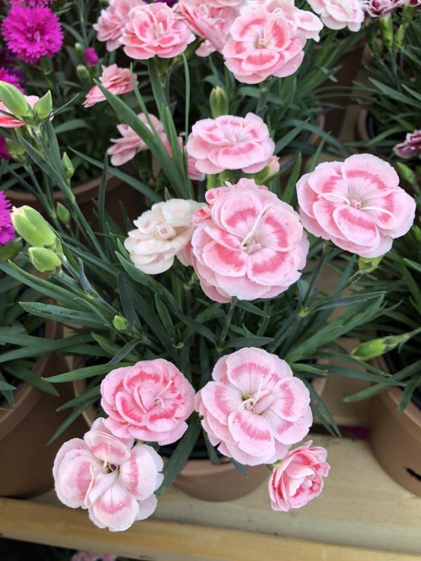 4種“漂亮花”,生性潑辣,沾土就成活,一養就上癮 4種“漂亮花”,生性潑辣,沾土就成活,一養就上癮