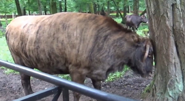 雜交動物：只看外貌，你能看出來這些動物的父母是誰嗎？