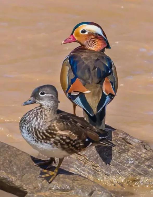 鴛鴦鳥精美圖片