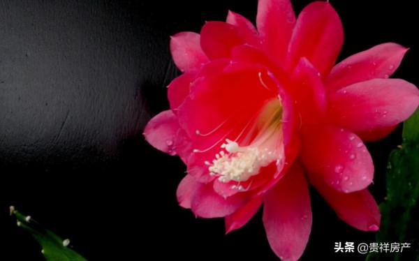 花卉的養殖注意事項,根據家居風水不同養殖不同的花卉 花卉的養殖注意事項,根據家居風水不同養殖不同的花卉