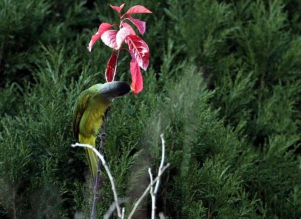 山中精靈領雀嘴鵯