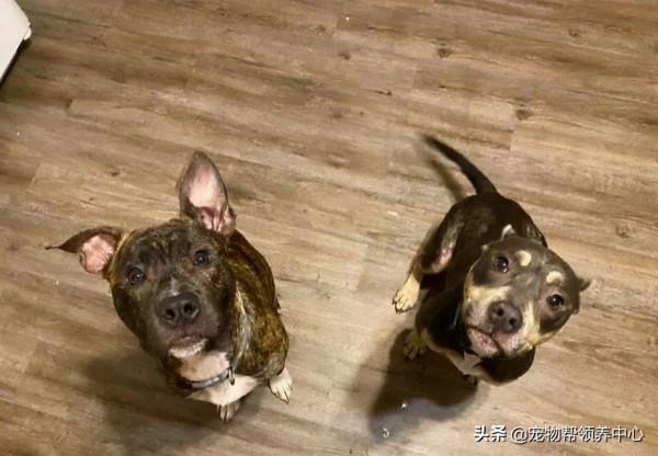 狗狗被獨自鎖在老房子裡,沒吃沒喝,被救後竟發現腿也是斷的... 狗狗被獨自鎖在老房子裡,沒吃沒喝,被救後竟發現腿也是斷的...