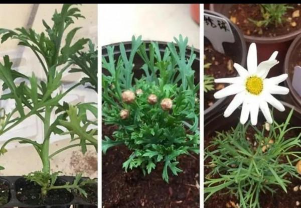 瑪格麗特小苗種植 瑪格麗特小苗種植